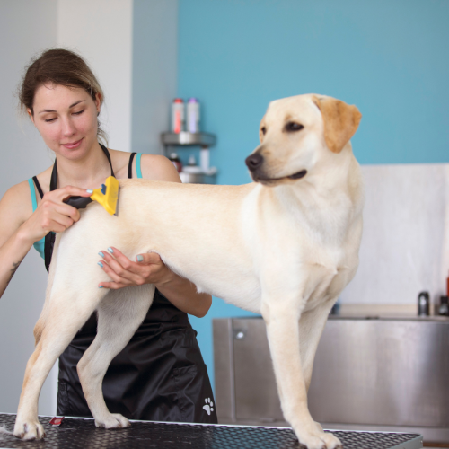 The Essential Guide to Pet Care and Grooming: Benefits and Importance