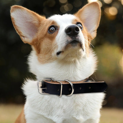 Dog Metal Buckle Leather Collar - Pet Wonderland Cloud