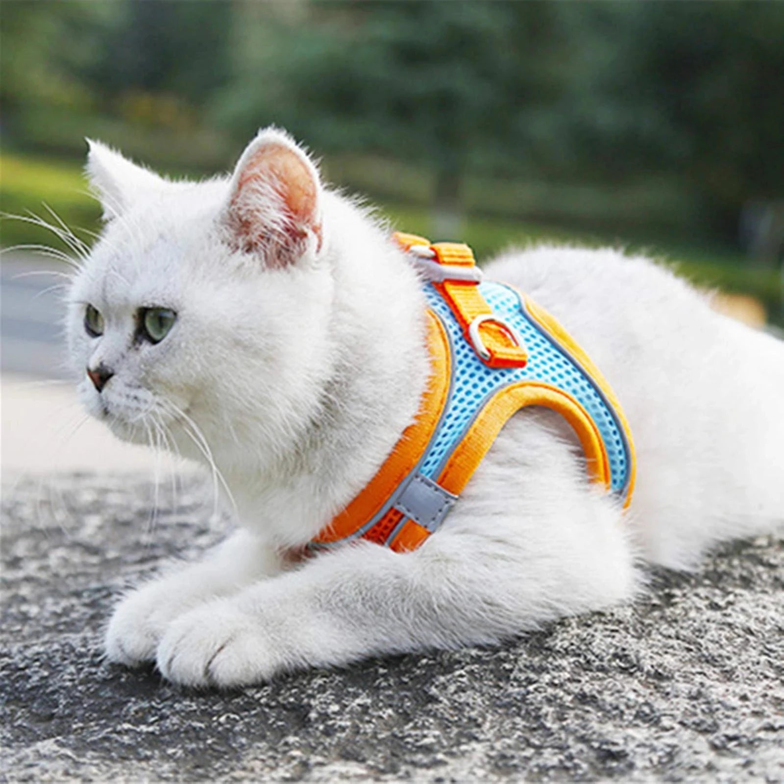 Pet Cat harness 