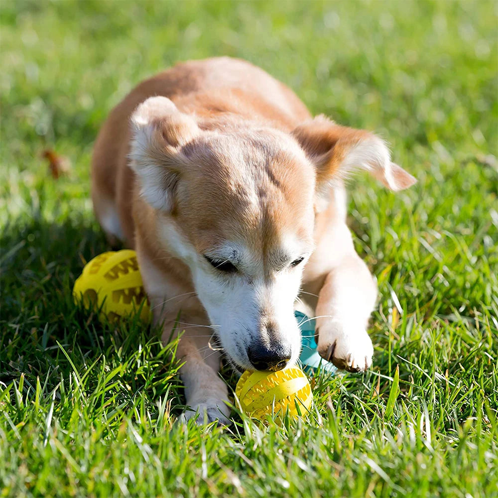 Dog Rubber Ball Chewing Toy