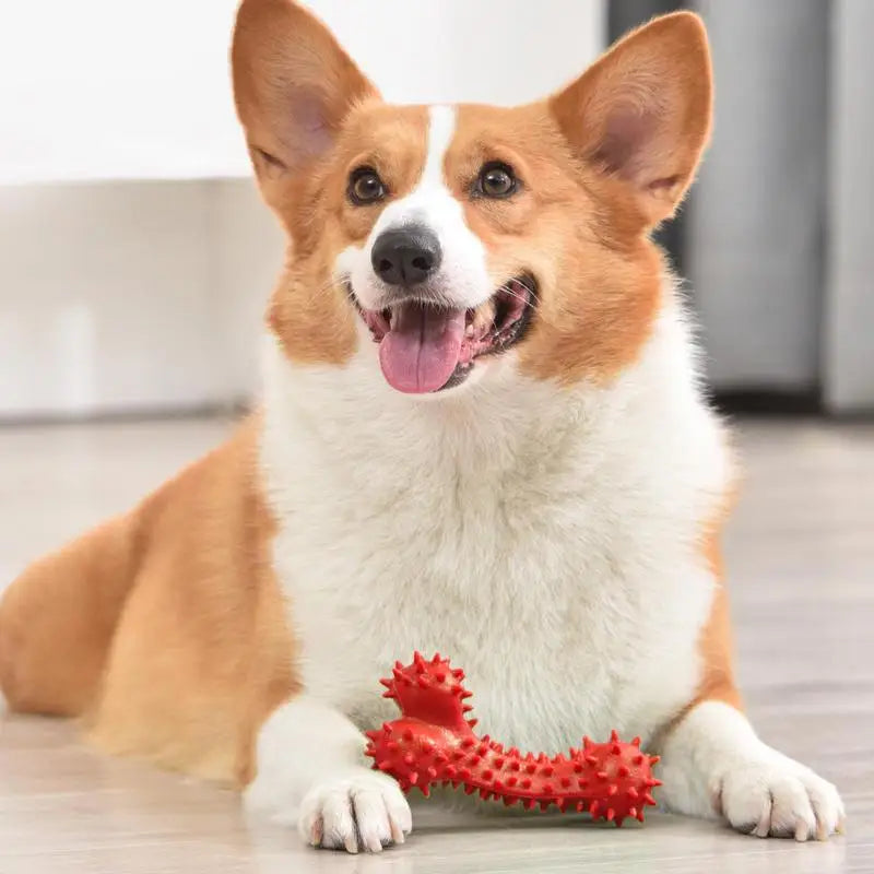 Dog Spiky Bone Chew Toy