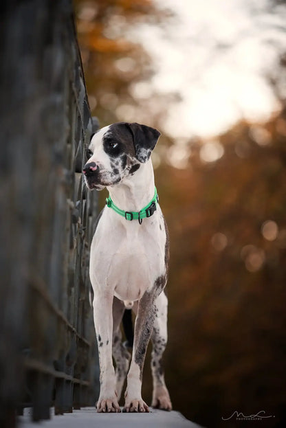 Dog Heavy Duty Nylon Collar - Pet Wonderland Cloud